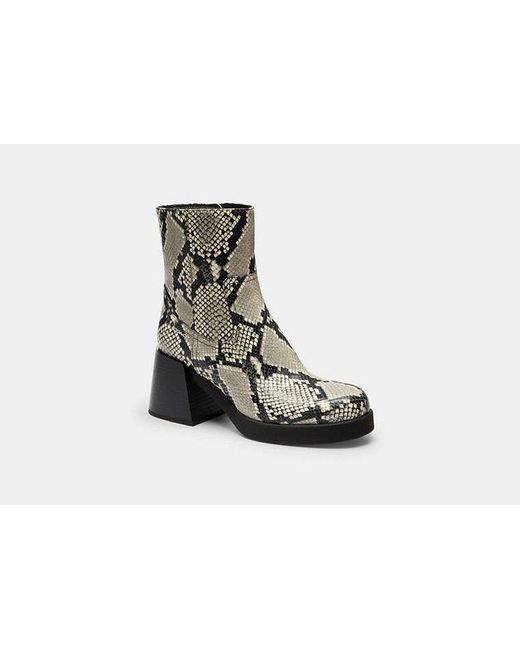 COACH Black Block Heel Boot With Snake Print