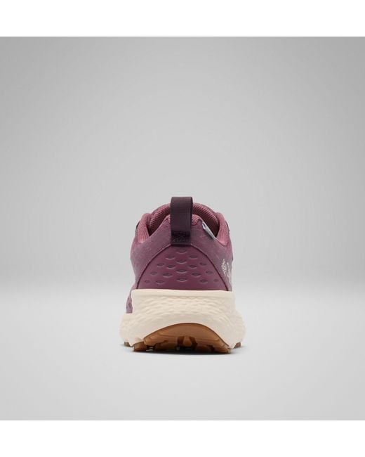 Columbia Purple Columbia