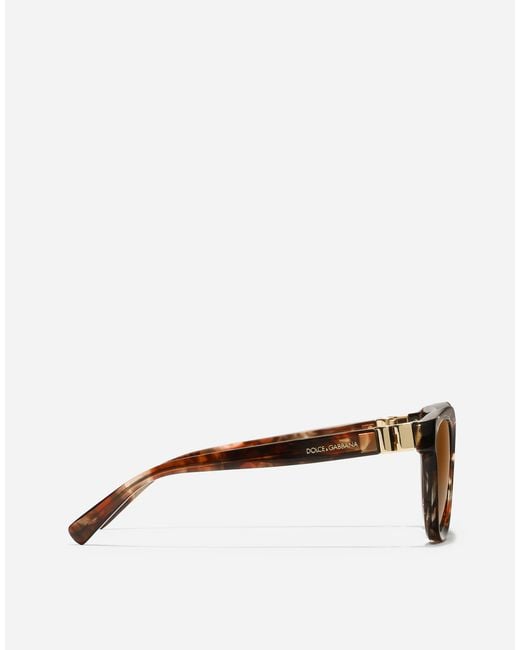 Dolce & Gabbana Brown Dg Hinge Sunglasses