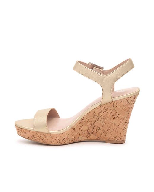 charles david lindy wedge