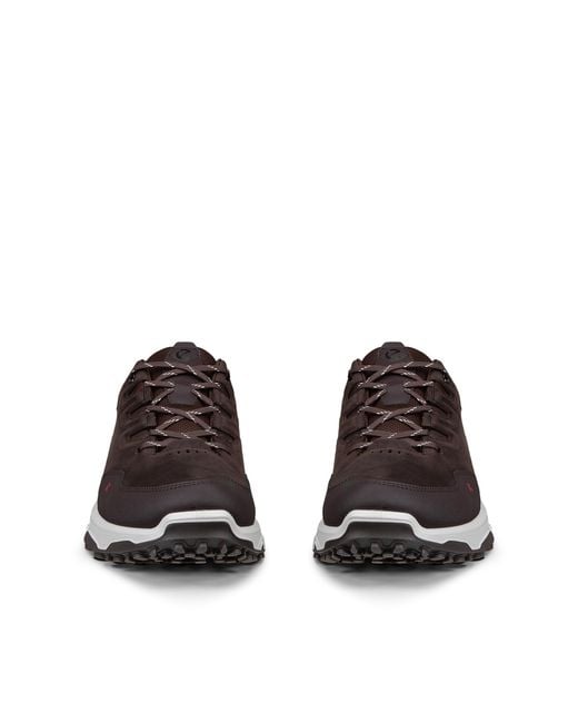 Ecco Brown Receptor Xp for men