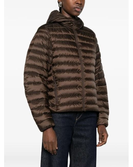 Canada Goose Brown Jackets