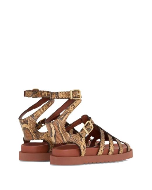 Zimmermann Brown Goldie Gladiator Buckle Sandals