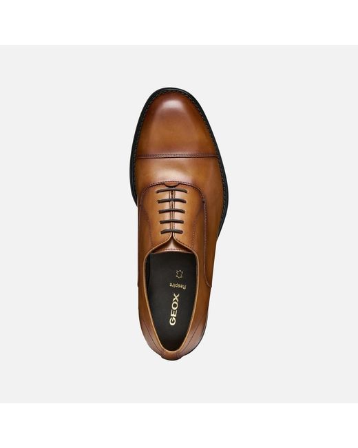 Geox Brown Barberigo for men