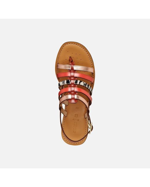 Geox Brown Maddalusia C