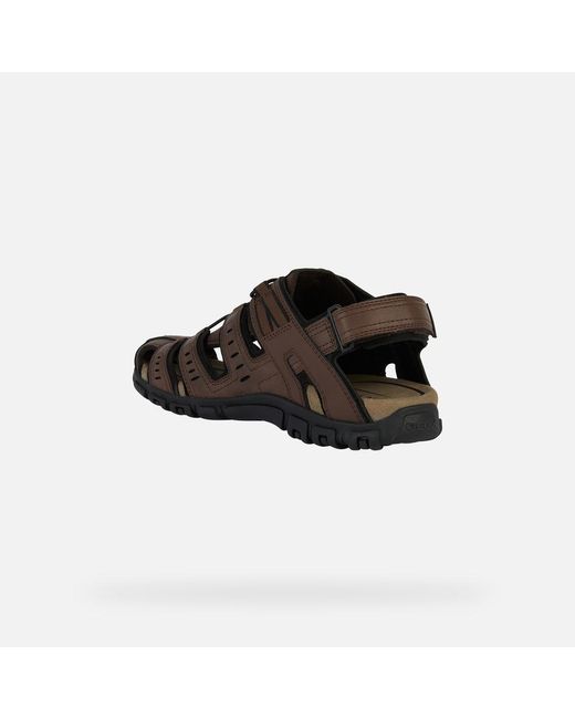 Geox Brown Strada for men