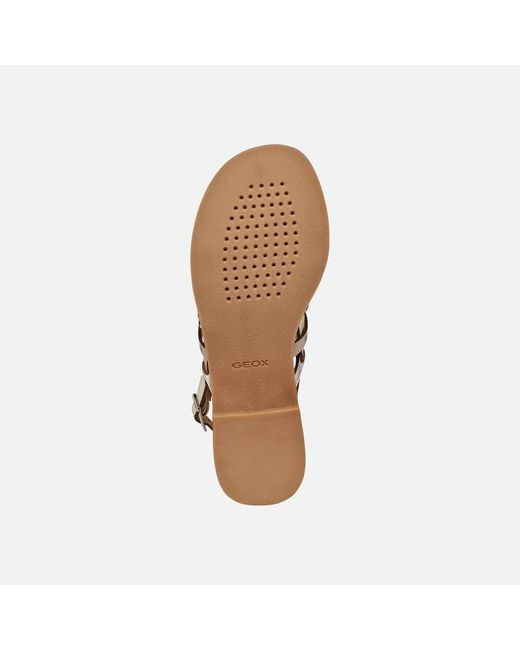 Geox Brown Maddalusia C