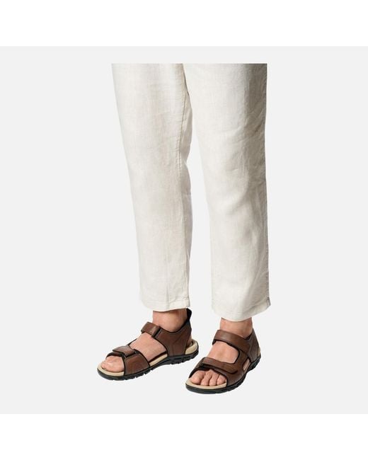 Geox Brown Strada for men
