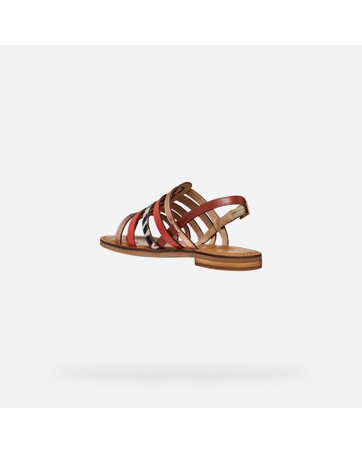 Geox Brown Maddalusia C