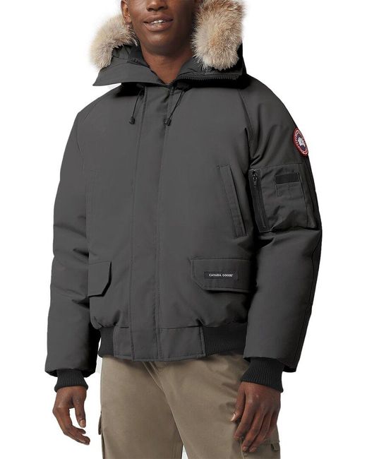 canada goose chilliwack grey