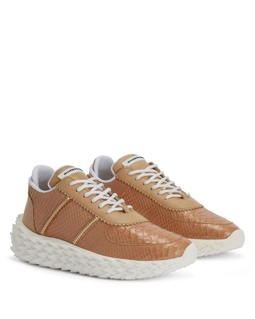 Giuseppe Zanotti Brown Urchin