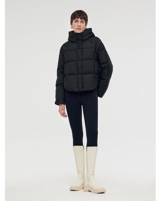 GOELIA Blue Hooded Goose Down Jacket