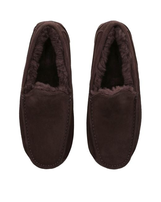 Ugg Brown Ascot Slipper for men
