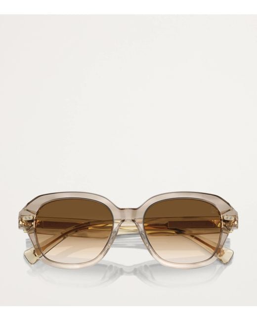 Brunello Cucinelli Brown Acetate Bc4004S Sunglasses