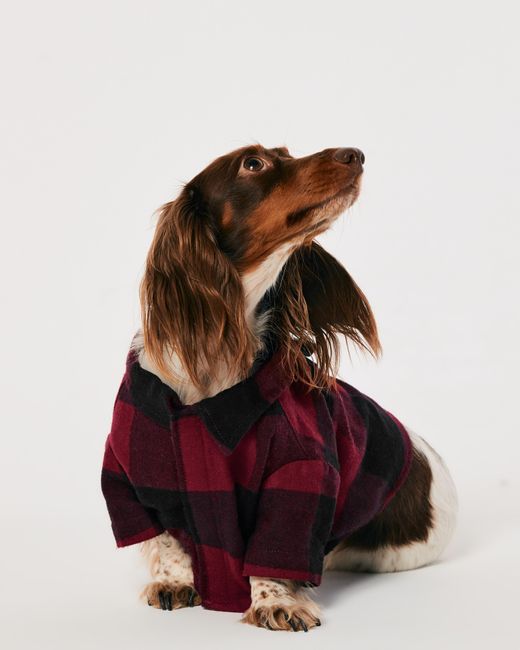 Hollister Red Gilly Hicks Flannel Pet Pj's