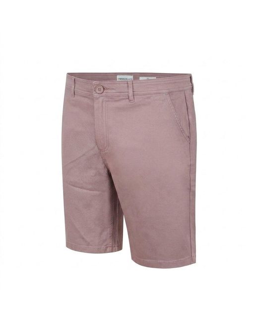 SoulCal & Co California Purple Chino Short for men