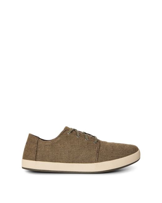TOMS Brown Canvasas Payt for men