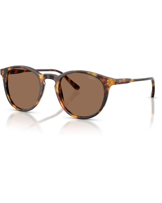 Polo Ralph Lauren Brown Shiny Semi Trasp 0Ph4110 Phantom Sunglasses for men