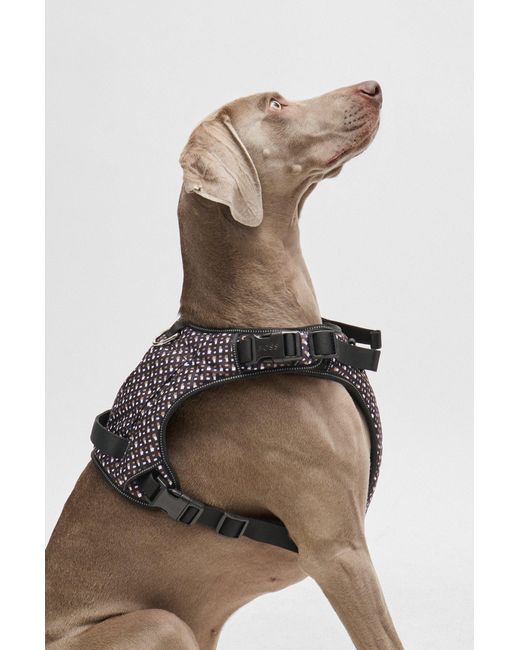 Boss Natural Dog Mesh-lined Harness With Monogram Pattern