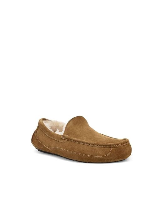 Ugg Brown Shoe for men
