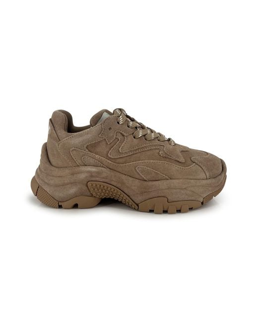 Ash Brown Addict