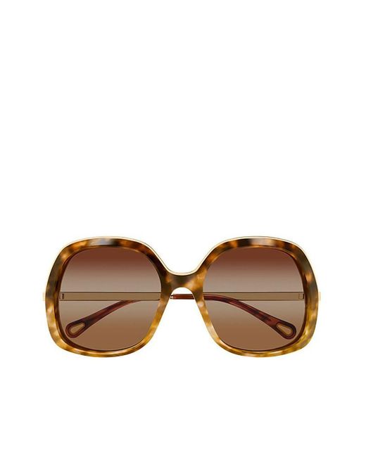 Chloé Brown Chloe Sunglasses Havana- Eyewear
