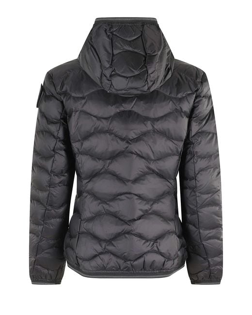 Blauer Black Camelia