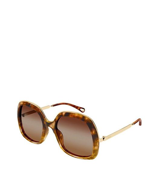 Chloé Brown Chloe Sunglasses Havana- Eyewear
