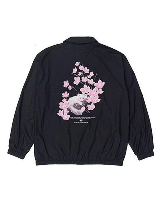 Li-ning Blue Sakura Graphic Jacket for men