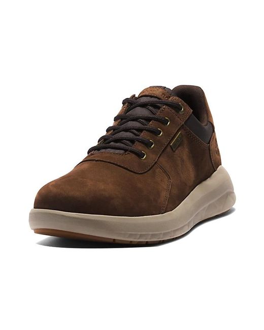 Tedison Tb Script Trainers Brown