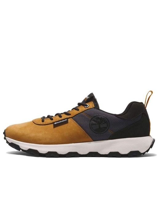 Timberland Brown Winsor Trail Low Leather Sneakers for men