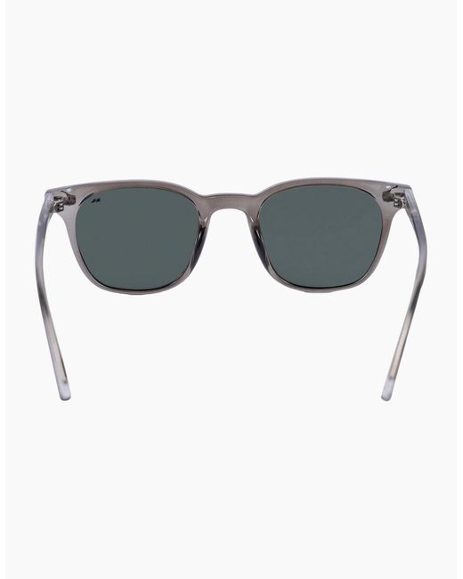 Trespass Gray Cline Sunglasses for men