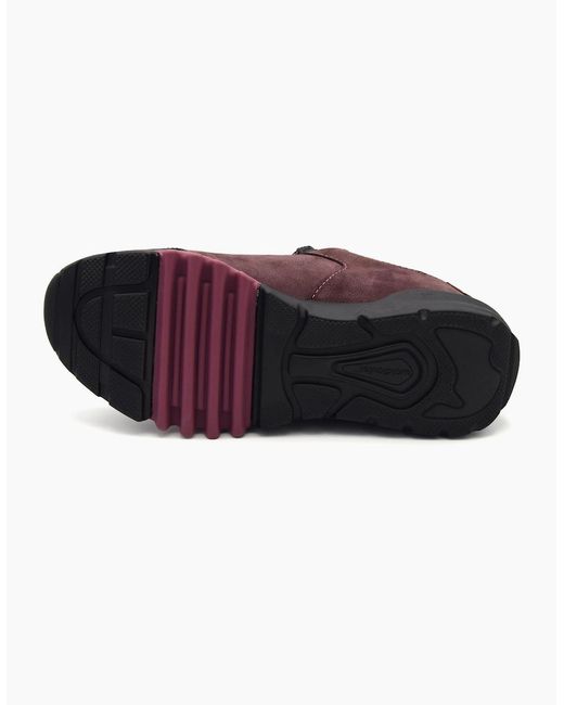 Waldläufer Purple Amiata 787952