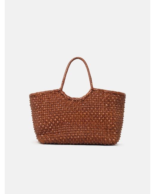 Dragon Diffusion Brown 'Nantucket Cactus' 'Tan