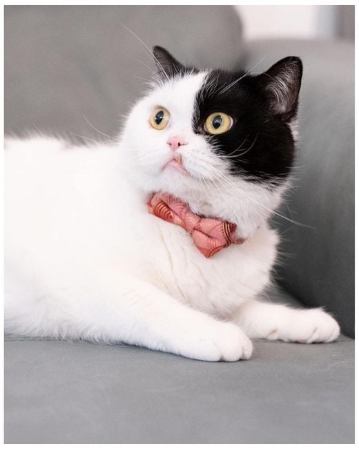 Aronkl Pink Breakaway Cat Collar