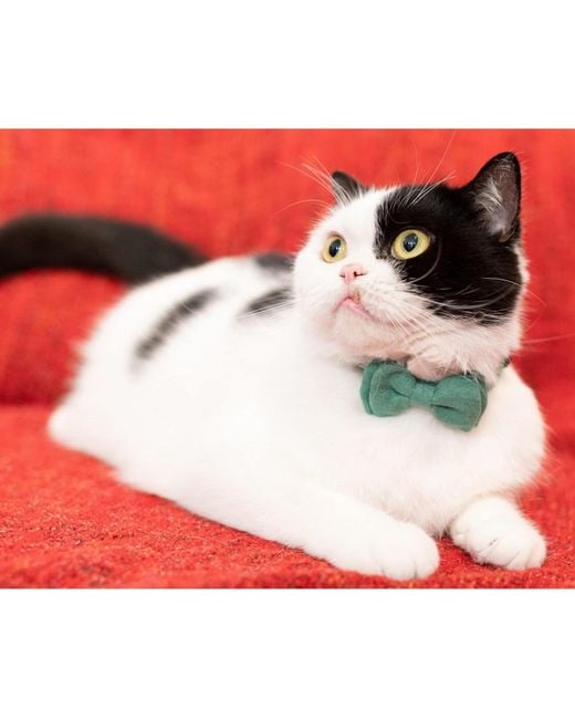 Aronkl Green Breakaway Cat Collar