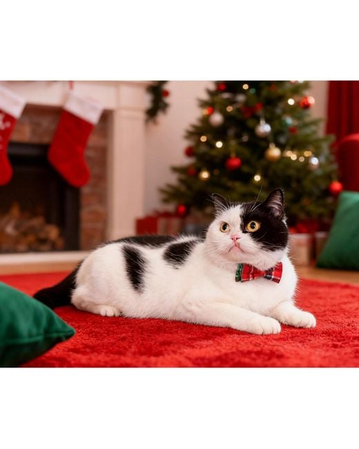 Aronkl Green Breakaway Cat Collar