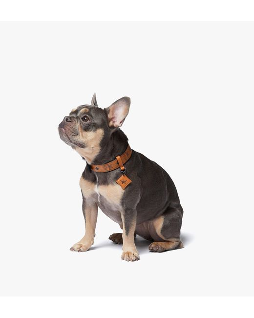 MCM Black Pet Collar And Crossbody Leash In Visetos
