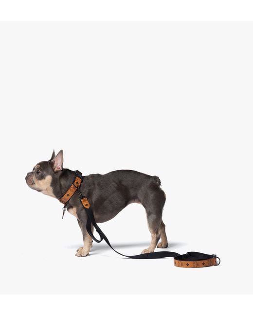 MCM Black Pet Collar And Crossbody Leash In Visetos