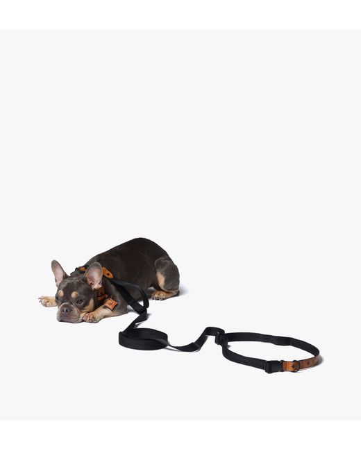 MCM Black Pet Collar And Crossbody Leash In Visetos