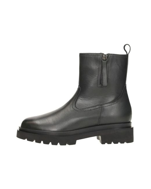 Palpa Black Susan