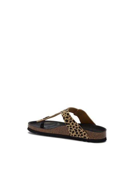 Flip Flops Scholl en coloris Brown