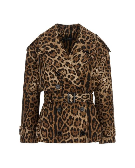 Dolce & Gabbana Brown Trench Coats