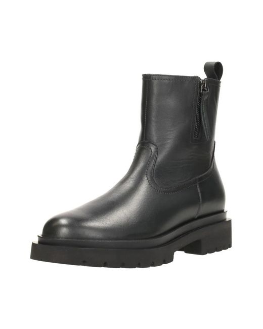 Palpa Black Susan