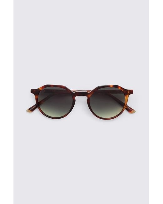 Taylor Morris Brown Tortoise Oxford Sunglasses for men