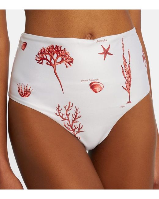 Agua Bendita Pink Magdalena Printed Bikini Bottoms