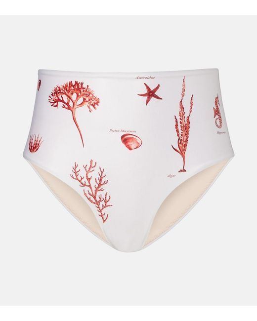 Agua Bendita Pink Magdalena Printed Bikini Bottoms