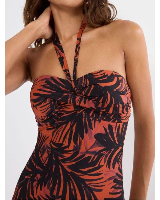 Triumph Red Summer Palm