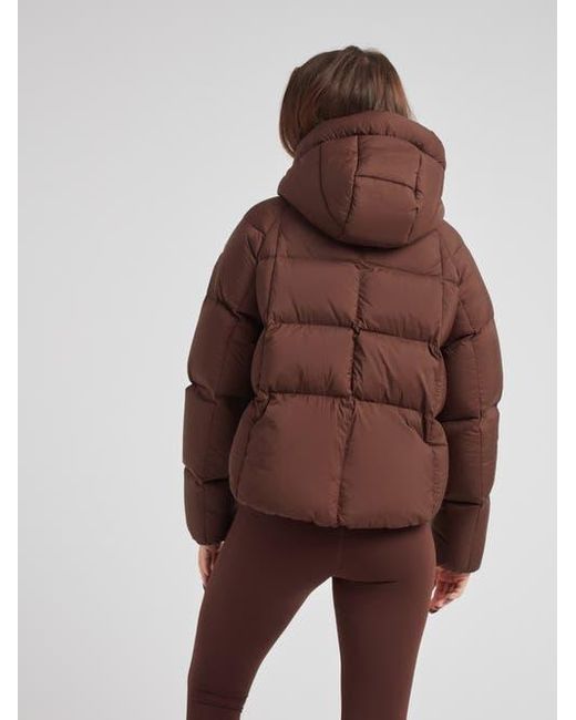 Jacket Brown Cloud Cropped Hooded Puffer Jacket