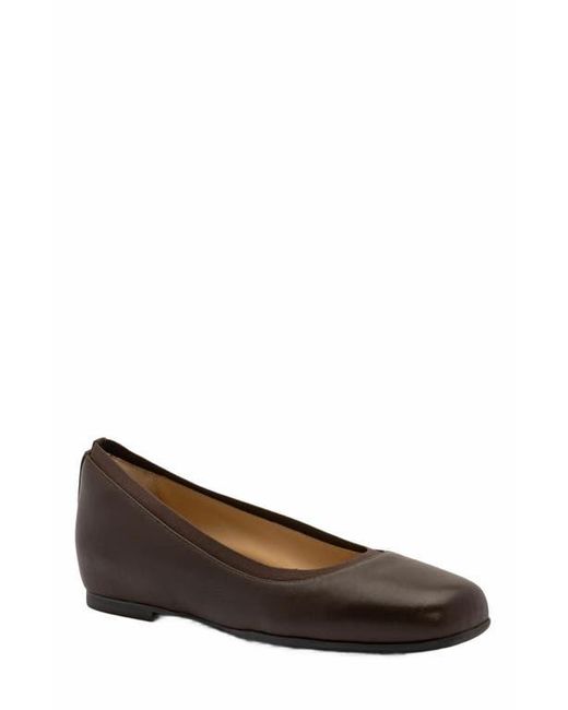 ABEO Brown Cadence Ballet Flat